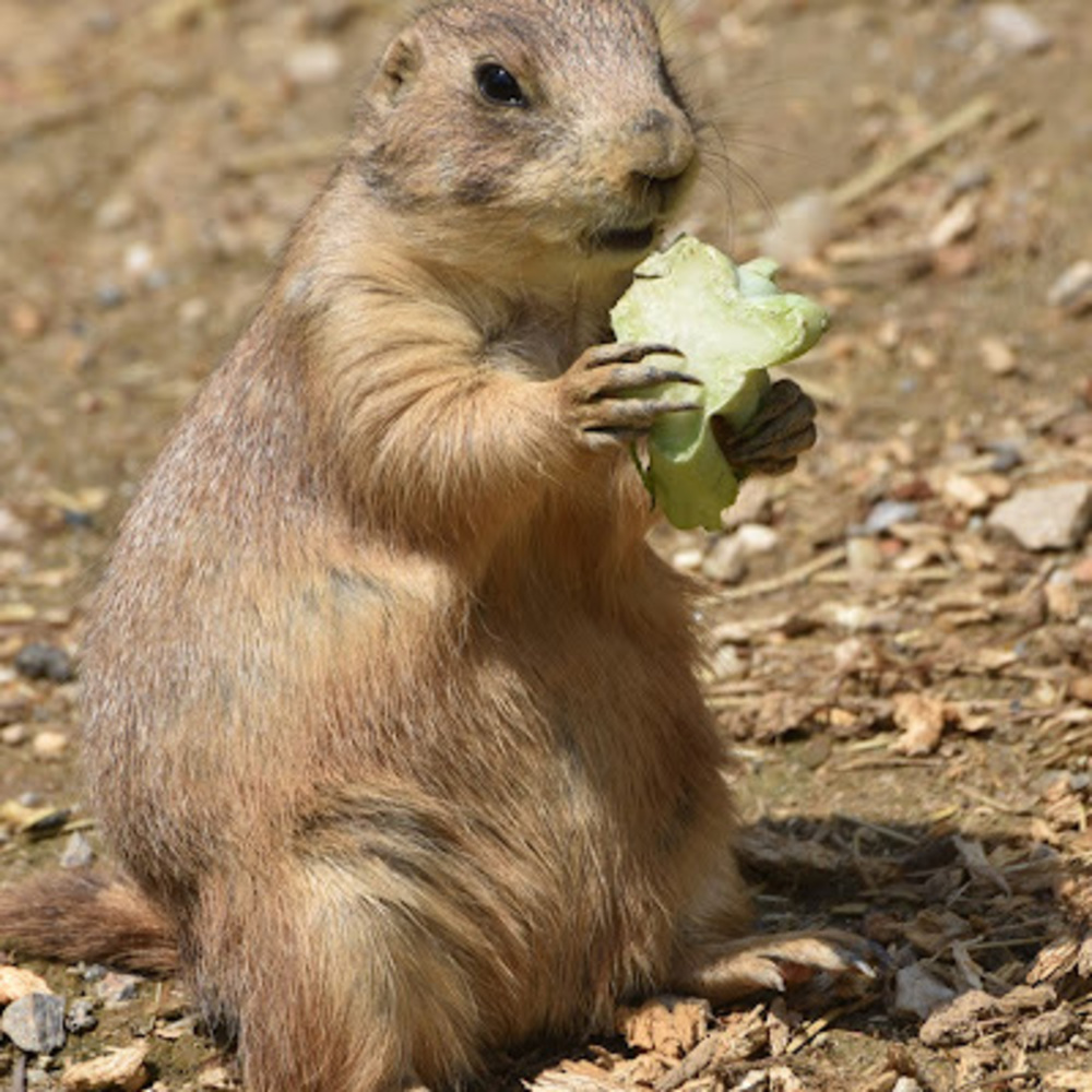 Meet your Posher, Lilly